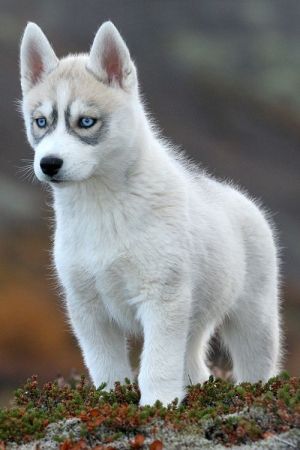 White Siberian Husky puppy~ pretty blue eyes Puppy Dog Dogs Puppies Huskies
