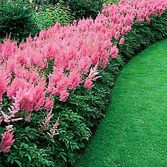 astilbe – love the look of using just one plant over and over.