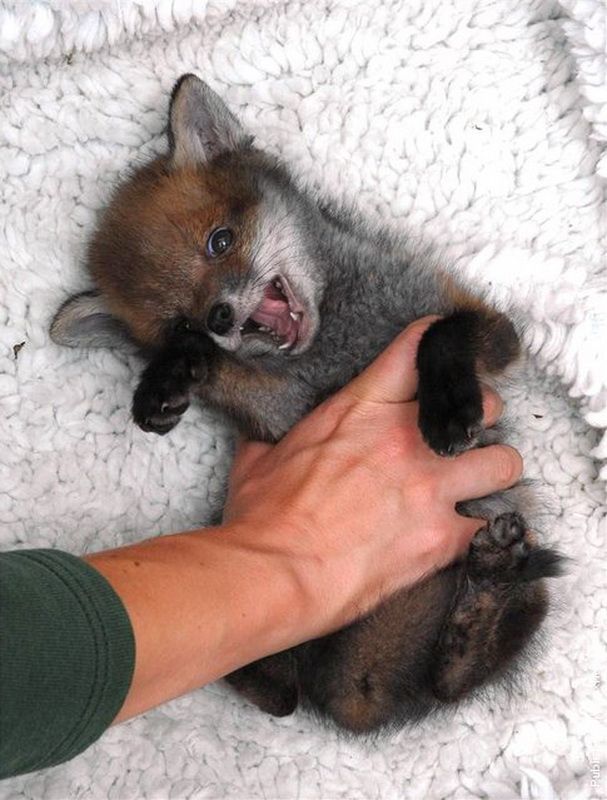 Fox baby