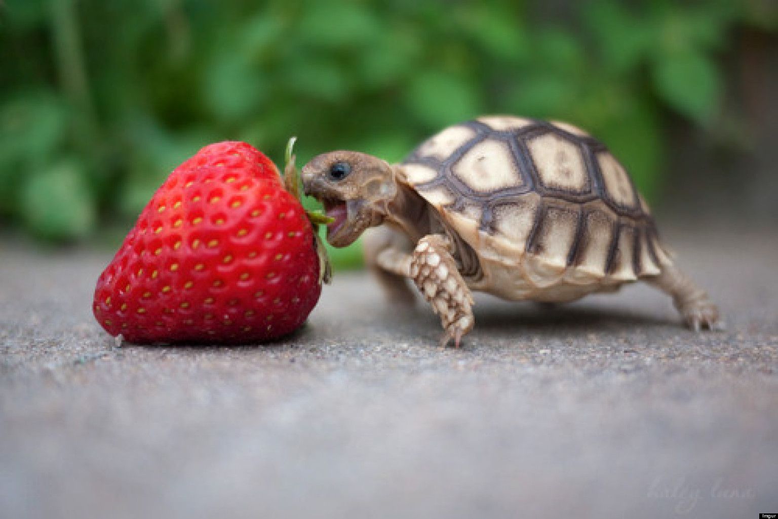 Cute Turtle -   Cute Turtle Pictures