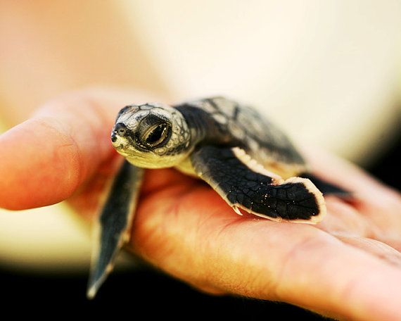 Cute Pictures of Baby Turtles -   Cute Turtle Pictures