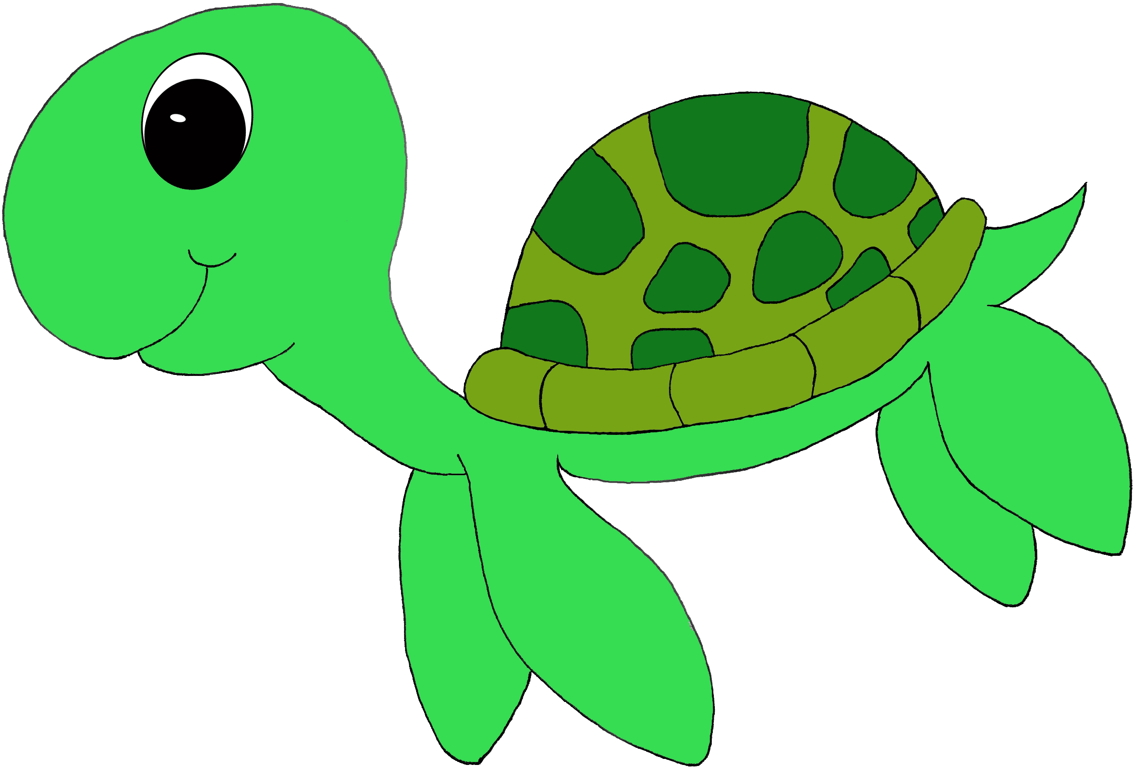 Cute Turtle Pictures