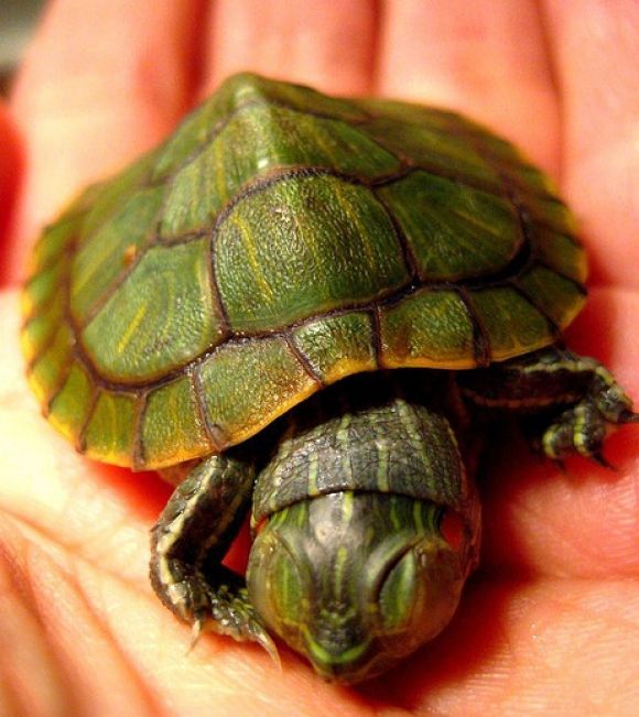 cute animals funny baby turtle cuteness wild wildlife species planet ... -   Cute Turtle Pictures