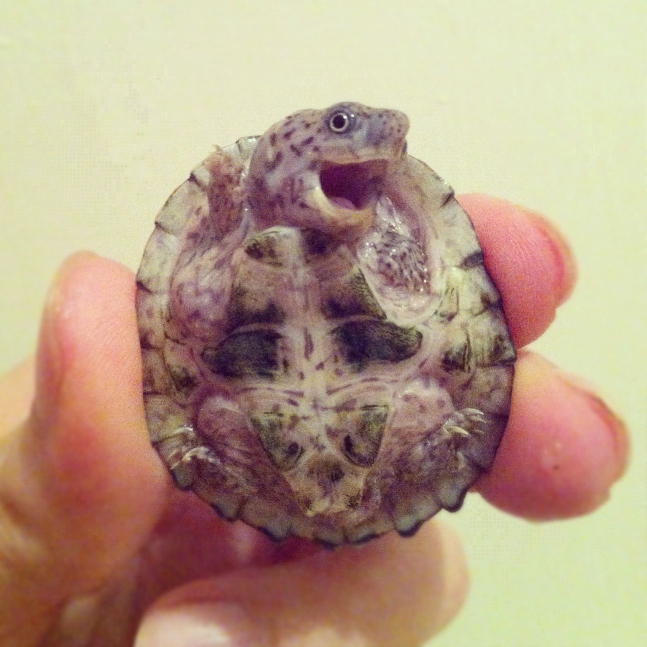 Oh hey, I’z a cute baby turtle -   Cute Turtle Pictures