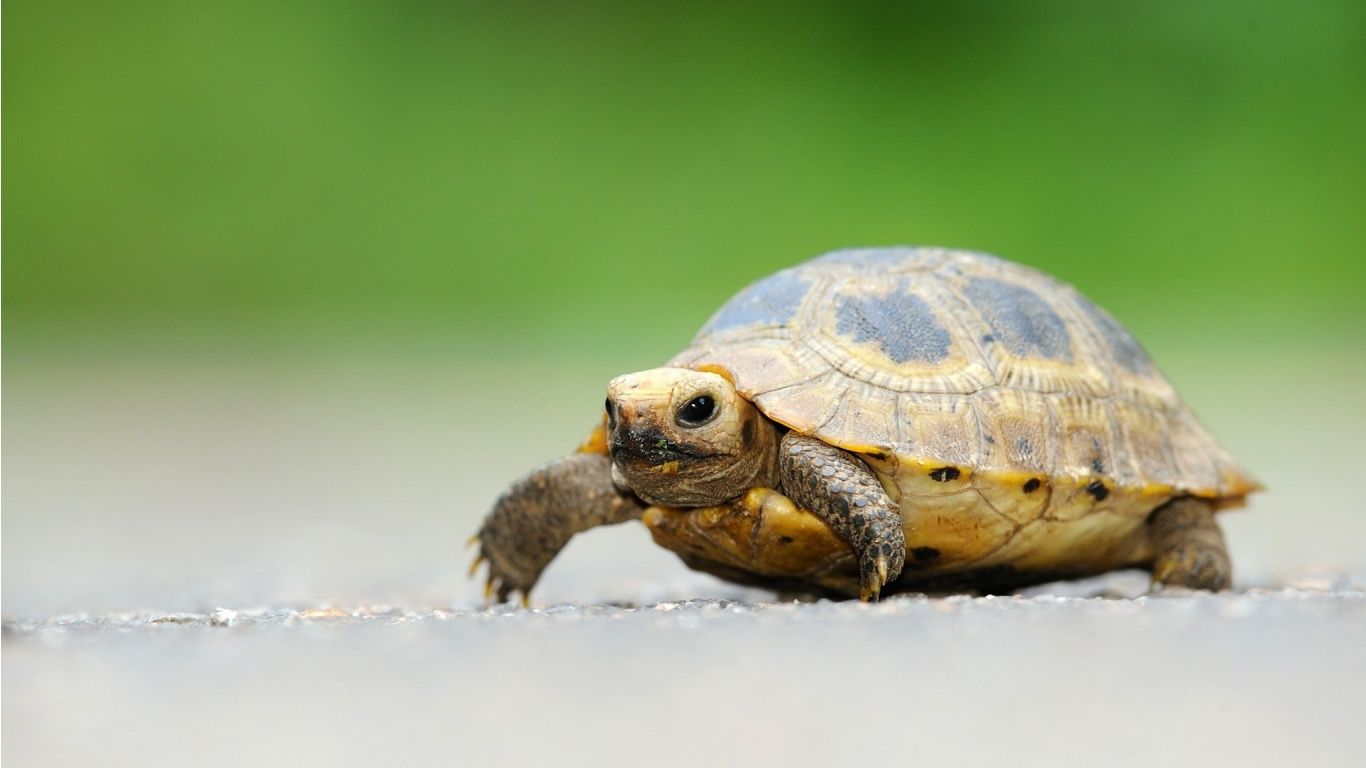 Cute Little Turtle -   Cute Turtle Pictures