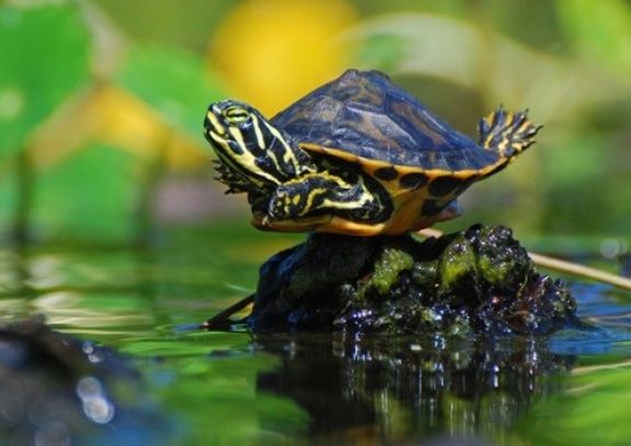 Cute turtle wants to fly -   Cute Turtle Pictures
