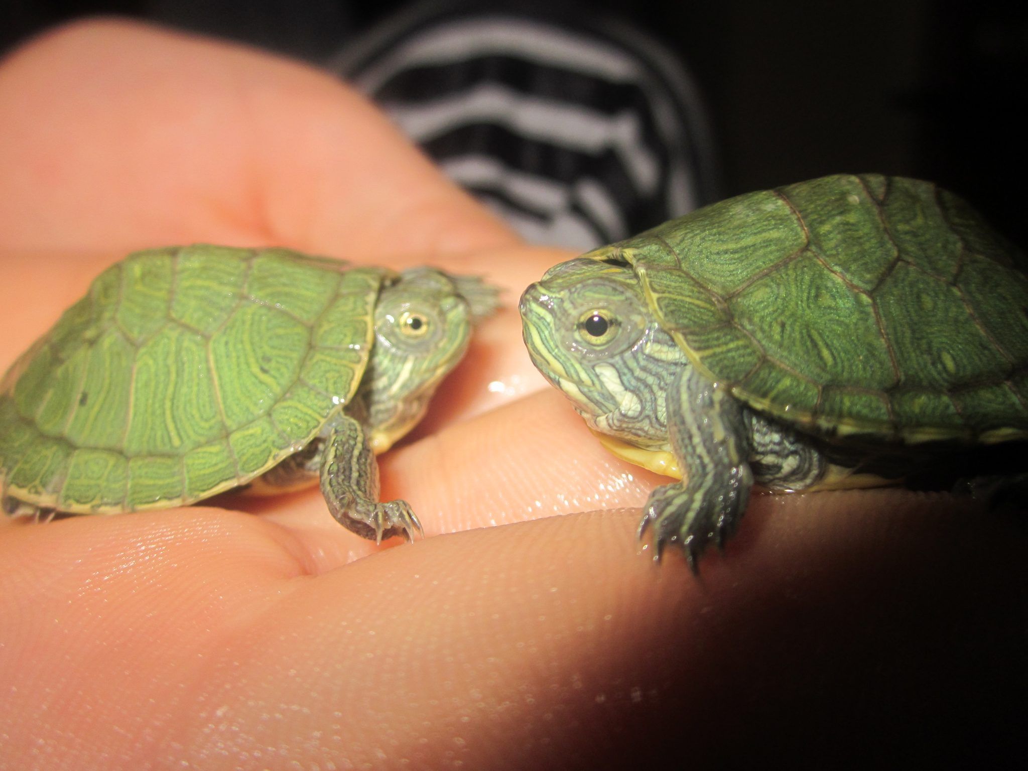 two cute turtle -   Cute Turtle Pictures