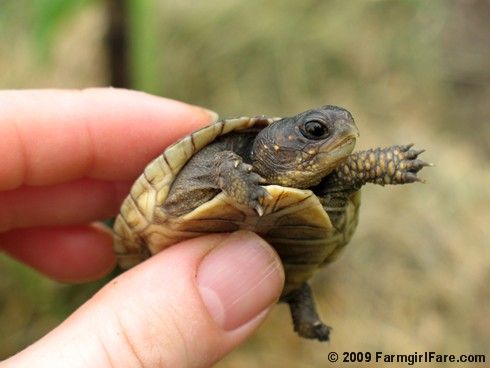 Tiny Little Turtle with Scaly Arms -   Cute Turtle Pictures