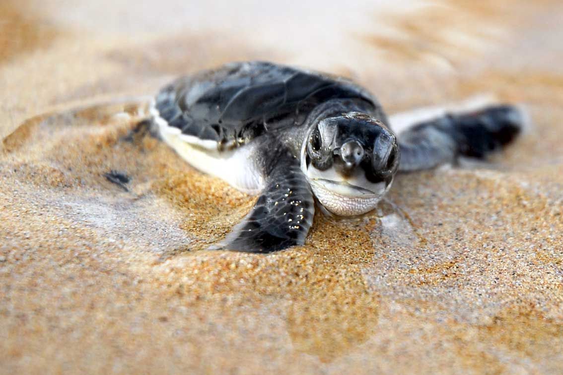 Baby Turtle -   Cute Turtle Pictures