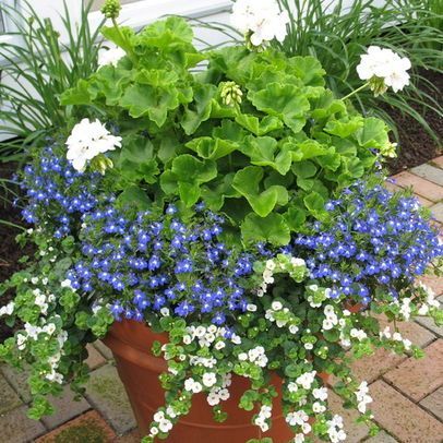 Traditional Home Potted Plants Design, Pictures, Remodel, Decor and Ideas