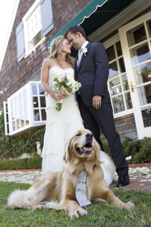 Dog wearing a tie in wedding pic…. How stinkinggggg cute!!
