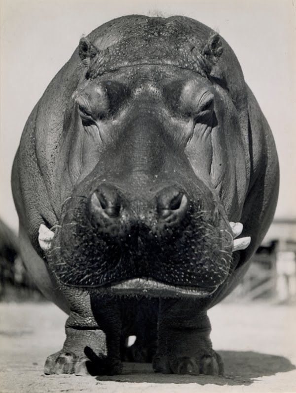 hippo. #photography, #hippo
