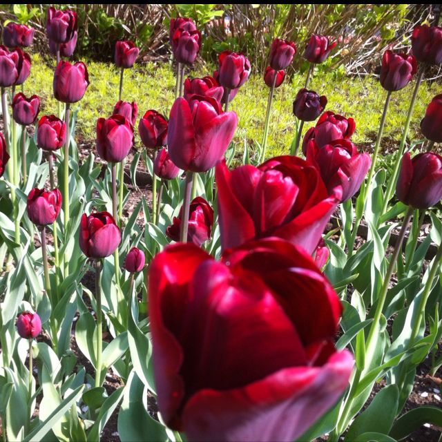 Spring time, tulip time!