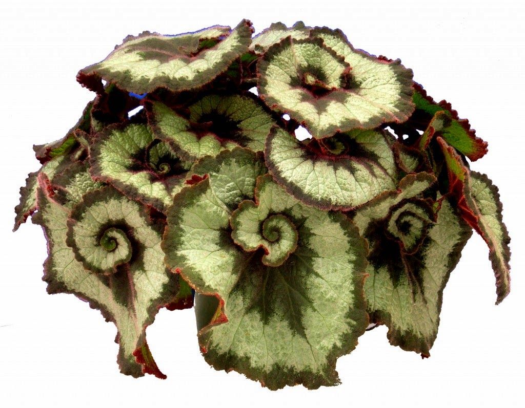 Escargot Begonia – BEAUTIFUL!