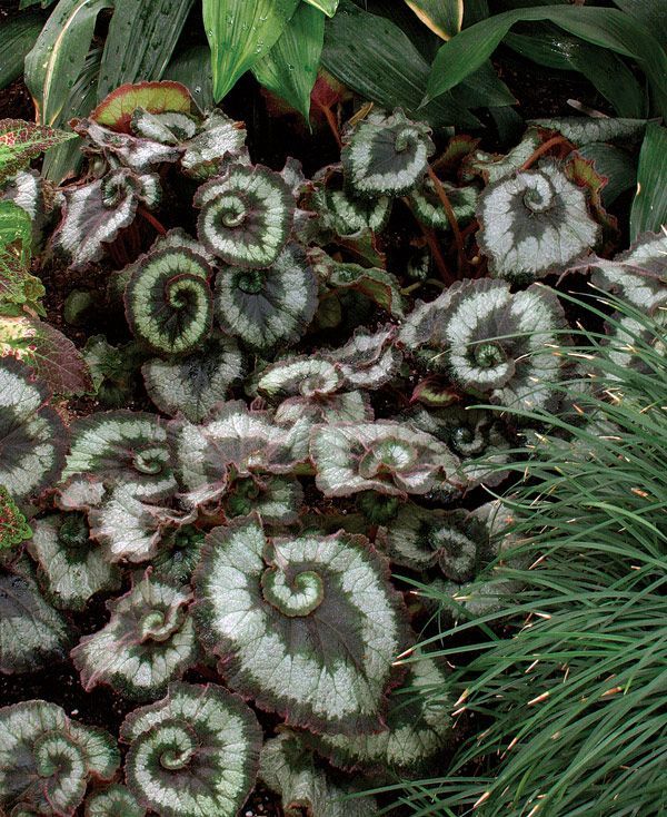 Escargot Begonia – BEAUTIFUL!