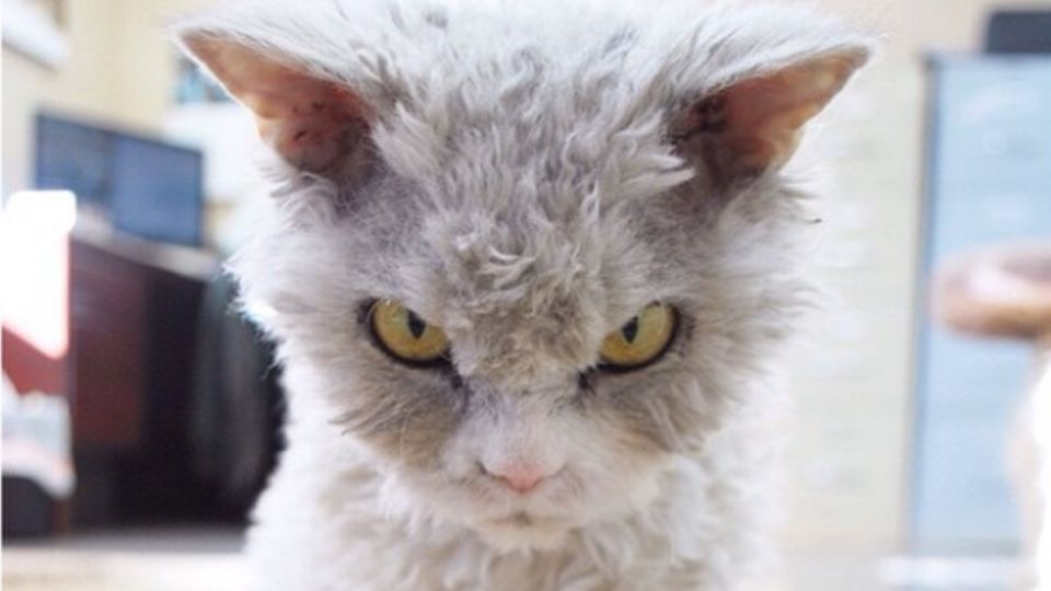 Fluffy, grumpy cat.