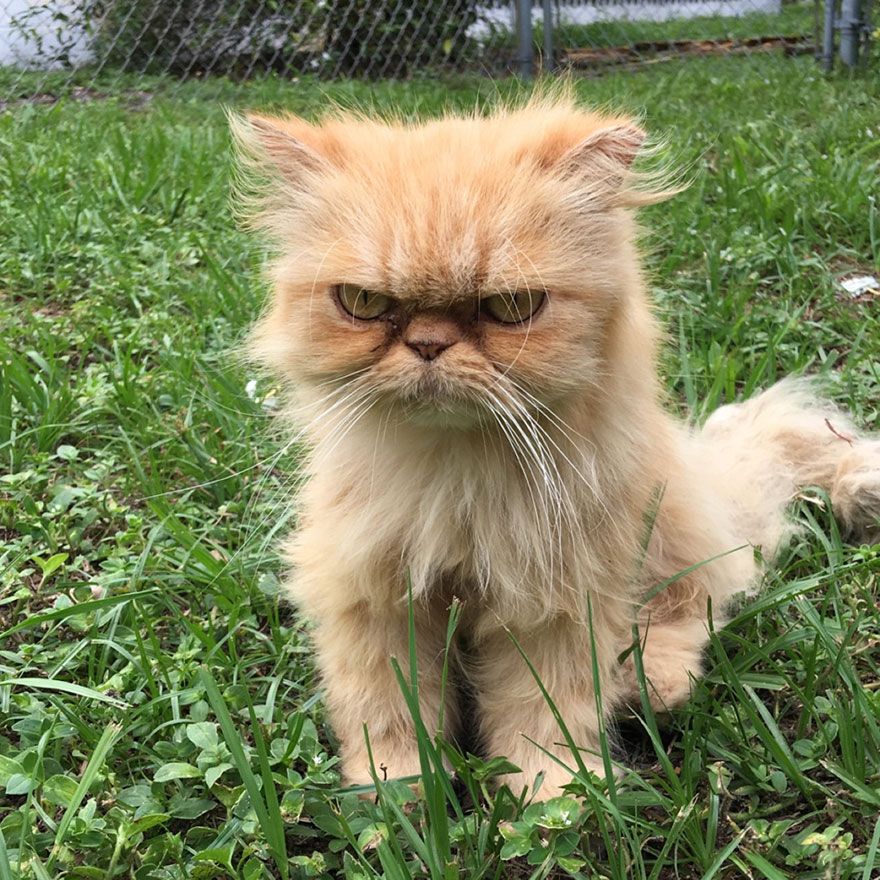 Fluffy, grumpy cat.