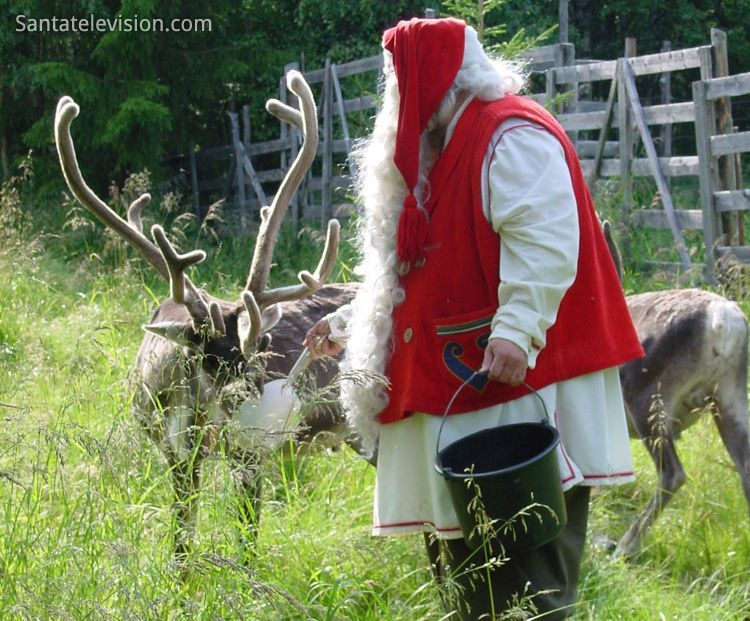 Santa Claus feeding his reindeer in Lapland in summer