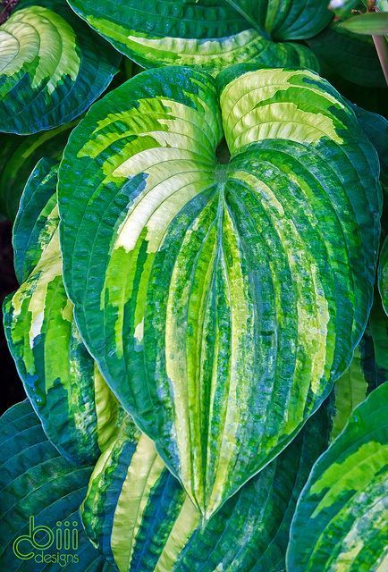 Hosta 'Dorothy Benedict'–one of the top streaked breeding hostas, and a
