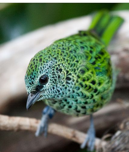 fairy-wren:    spotted tanager