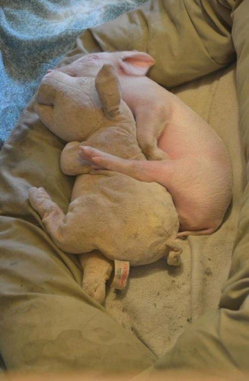 a baby pig with a stuffed animal version of itself! This is the freaking cutest 