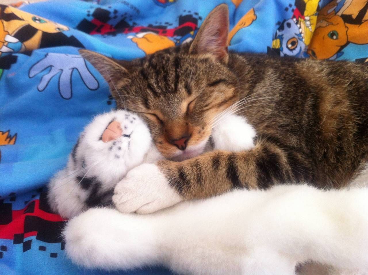 Tiger kitty with his tiger #cats #tabby