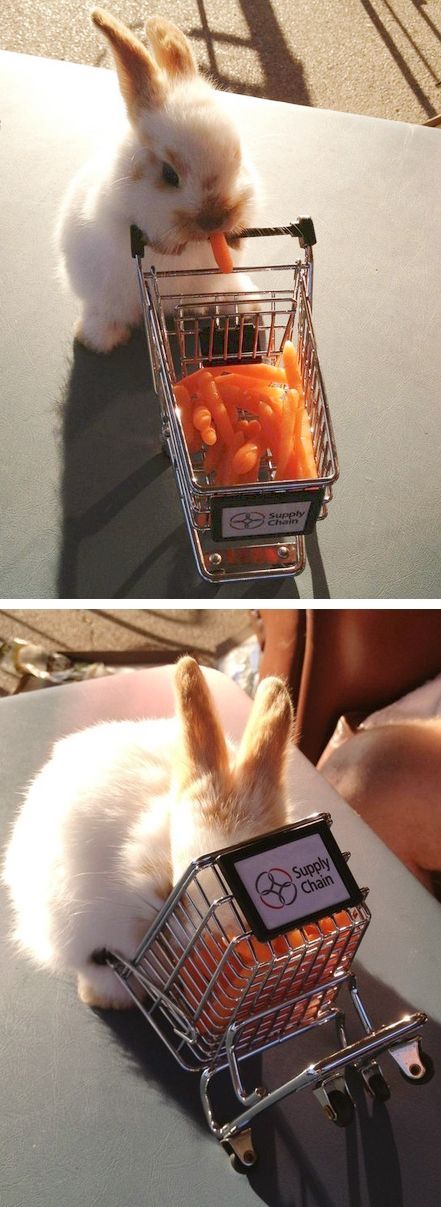 Oh My God This Bunny Rabbit Is Using A Tiny Shopping Cart -   bunnies bunnies bunnies