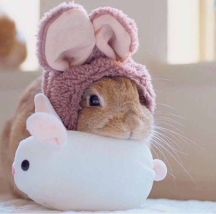 Adorable hats for #rabbits -   bunnies bunnies bunnies