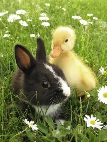 Rabbit Bunny And Duckling Best FriendsBy Richard Peterson -   bunnies bunnies bunnies
