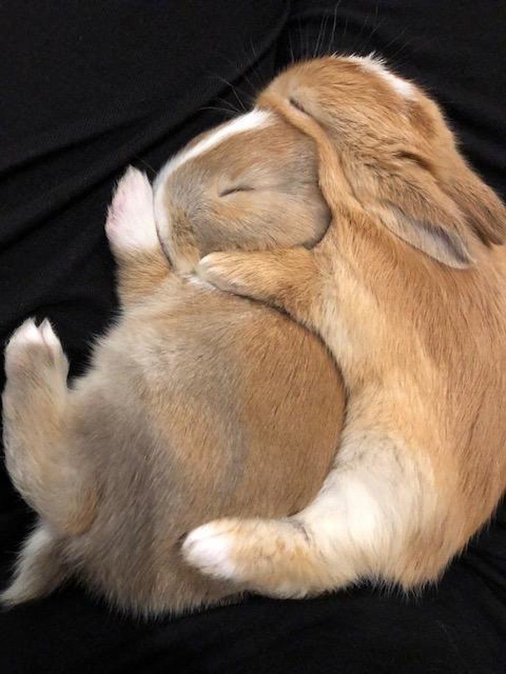 19 Emotional Animals That Are So Adorable They Deserve to Win an Oscar -   bunnies bunnies bunnies