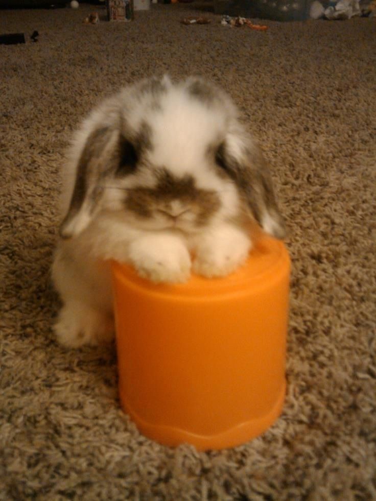 27 Bunnies That Will Cure Any Case of the Mondays -   bunnies bunnies bunnies