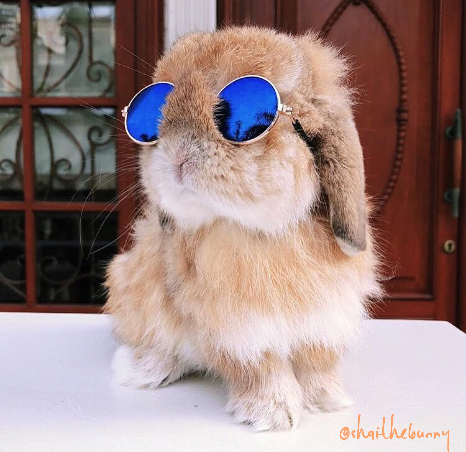 Mini-Pet Sunglasses for Rabbits & Bunnies -   bunnies bunnies bunnies