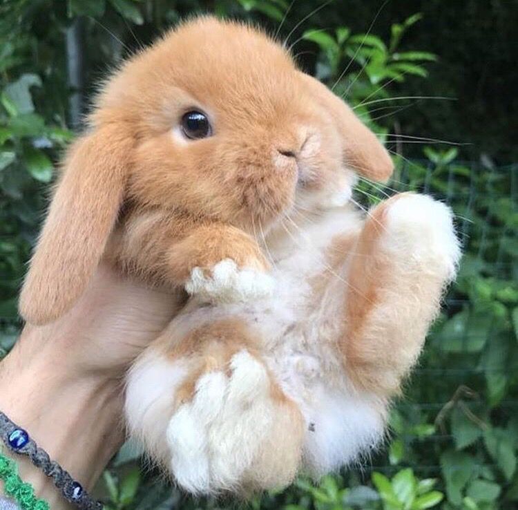 Popular Toys for Rabbits -   bunnies bunnies bunnies