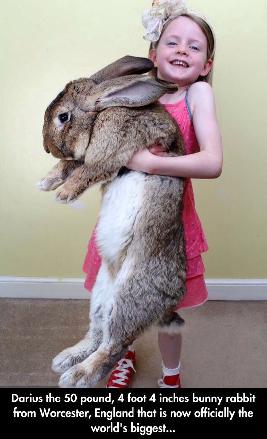 Darius The Giant Bunny -   bunnies bunnies bunnies