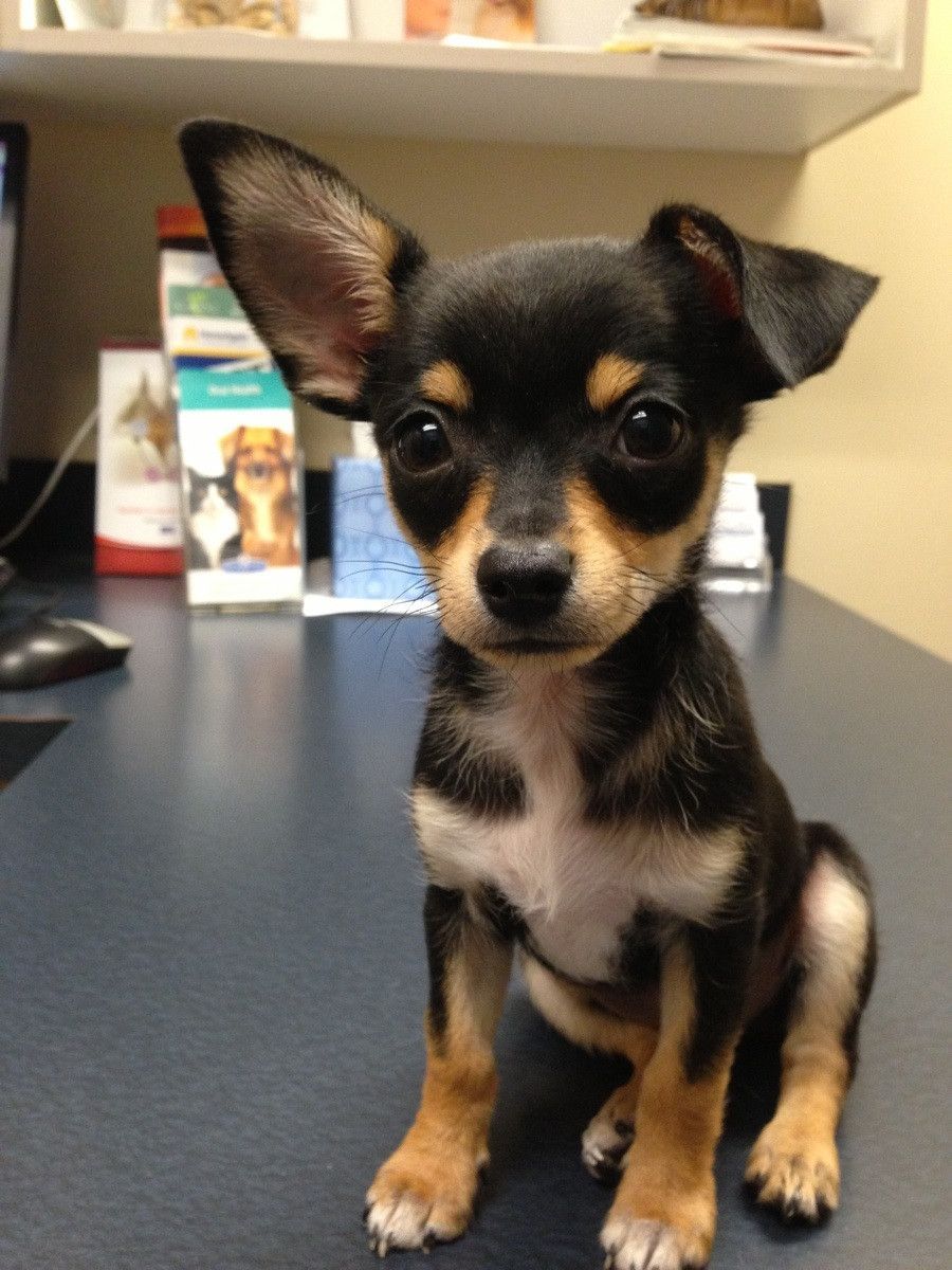 19 Super Adorable Puppies On Their Very First Day At The Vet -   Chiweenie puppies ♥
