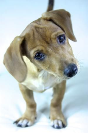 Personality Traits of a Dachshund Chihuahua Mix (Chiweenie) -   Chiweenie puppies ♥