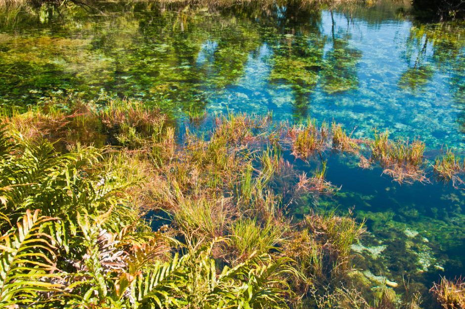 PUPU SPRINGS, NEW ZEALAND -   Swimming in purity – 33 places to swim in the world’s clearest water
