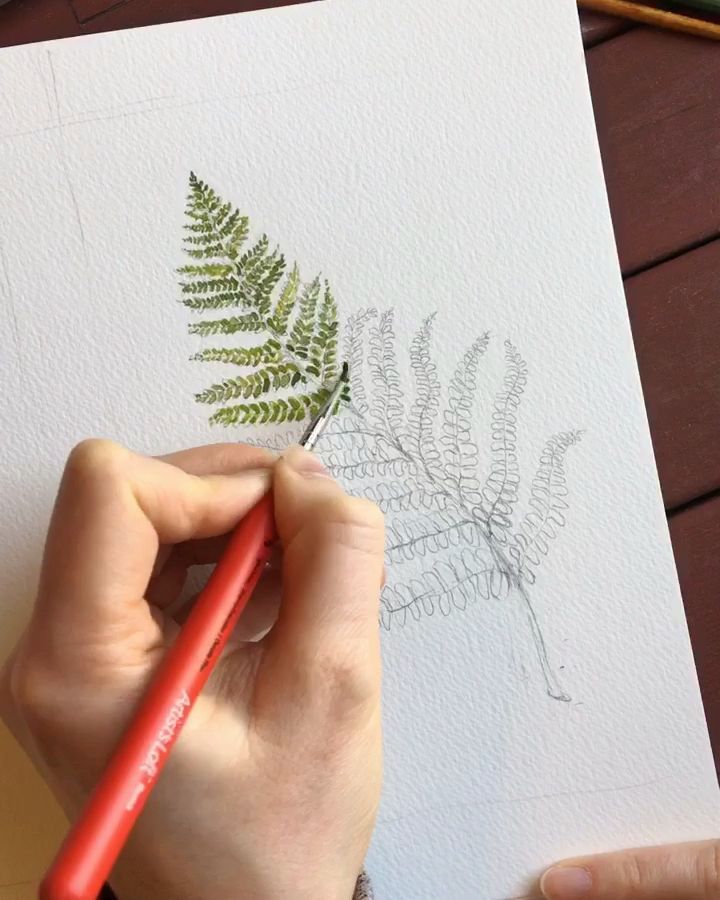 Timelapse Watercolor Fern Illustration -   10 plants Drawing paint ideas