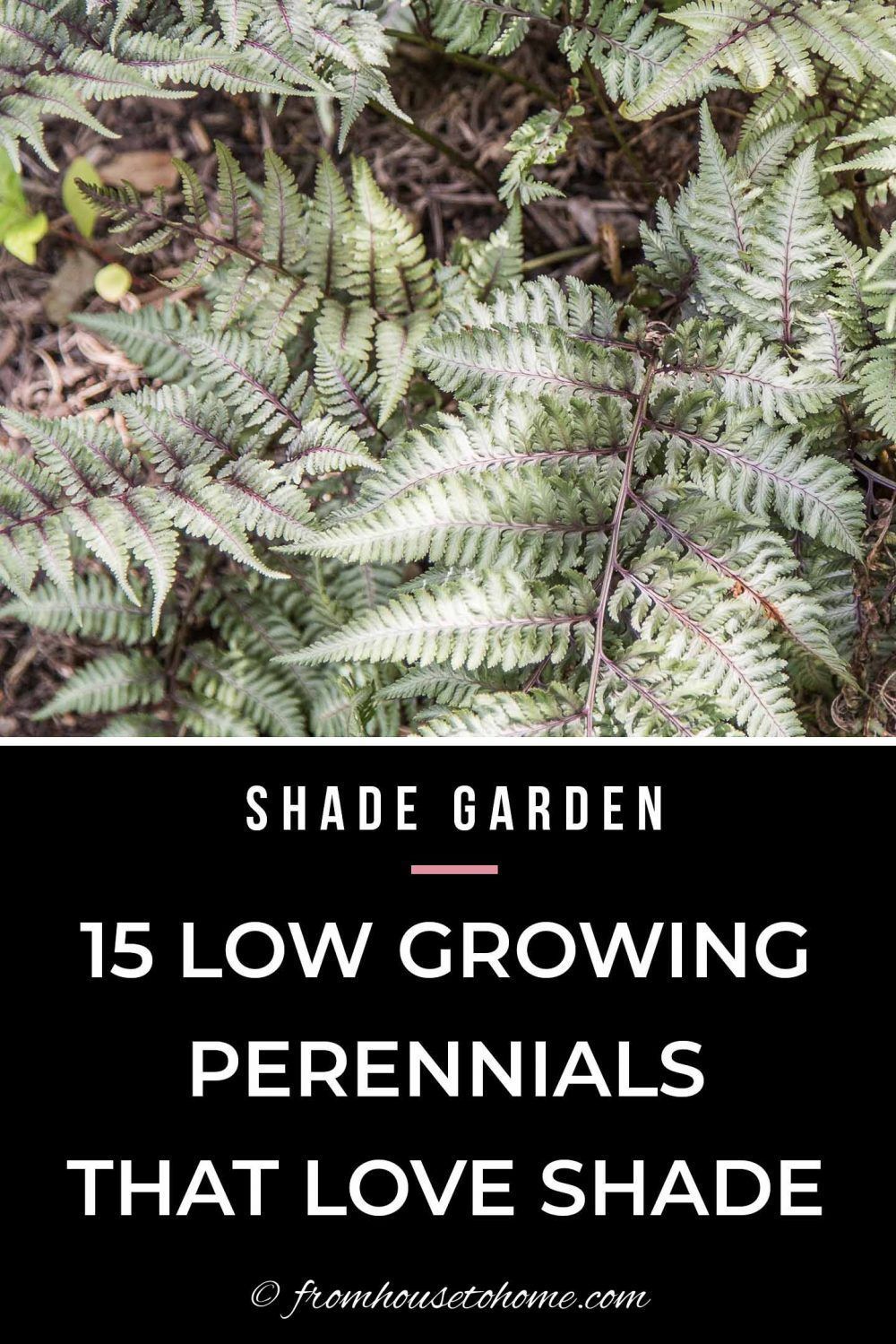 15 Stunning Perennial Ground Cover Plants That Thrive in the Shade - Gardening @ From House To Home -   14 tall plants Painting ideas