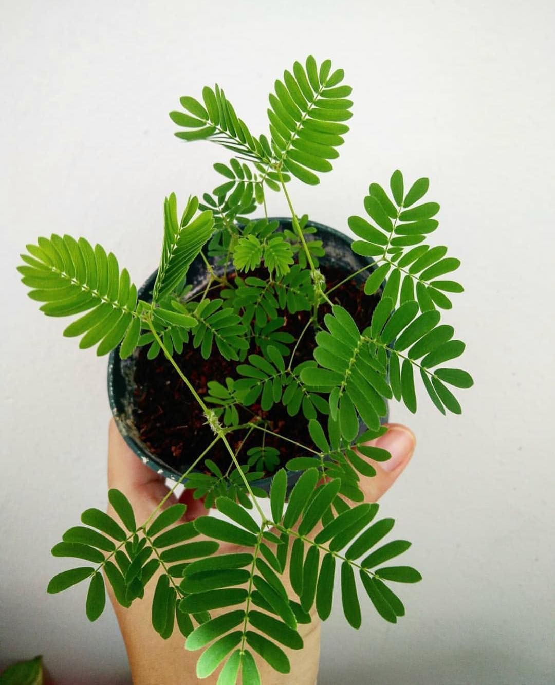 House Plant Club on Instagram: “Why so sensitive?! рџЊї Mimosa pudica folds itself inward when touched, giving it the nickname “Sensitive Plant” рџ“·: @marys_attic thanks for…” -   14 tall plants Painting ideas