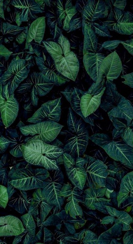 15 plants Background shades ideas
