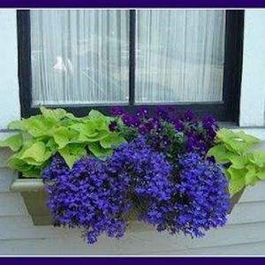 Perfect Shade Plants for Windows Boxes 49 - Hoommy.com -   15 plants Background shades ideas