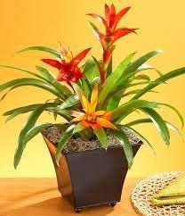 Faux 17'H Bromeliad Succulent in White Vase - Faux Trees N' Shrubs -   15 plants Background shades ideas