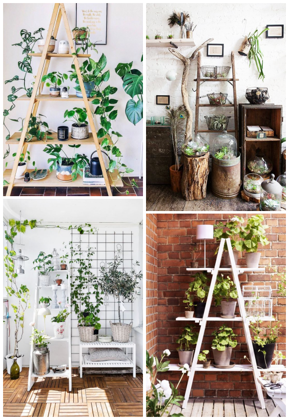 15 plants Interieur echelle ideas