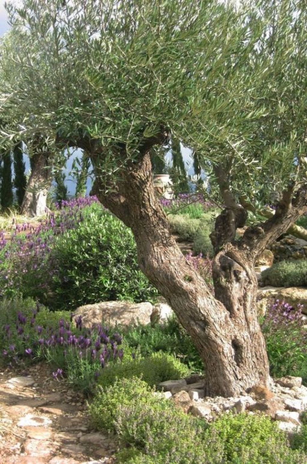 31 Awesome Mediterranean Garden Design Ideas For Your Backyard -   10 garden design Mediterranean terraces ideas