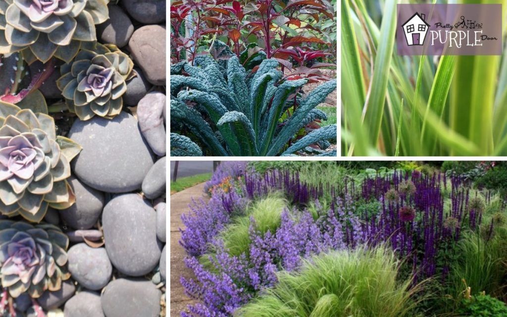 10 plants Texture plan ideas