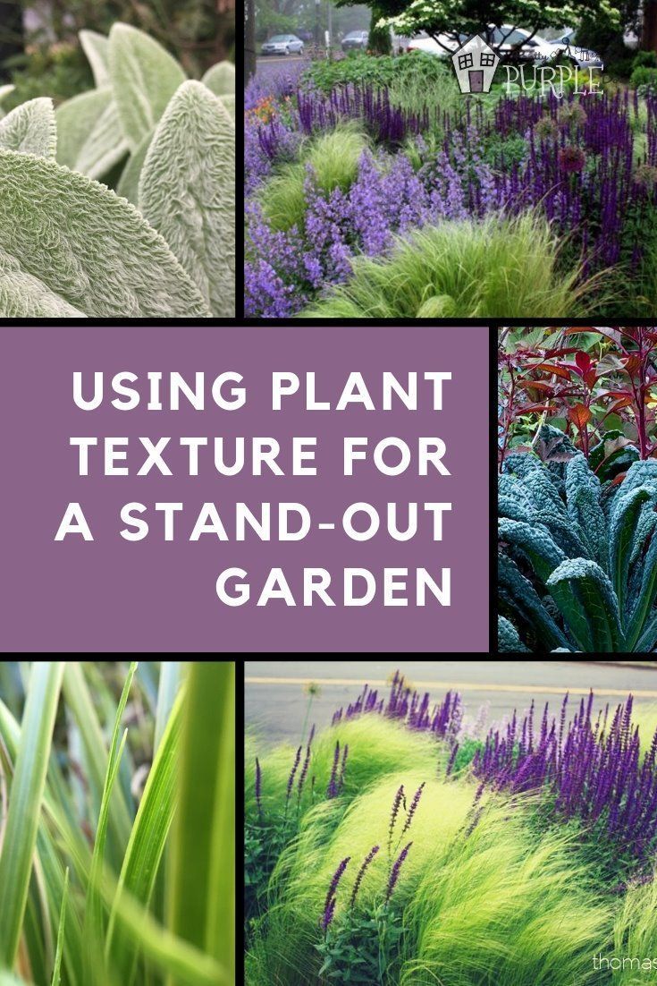 Plant Texture: for a garden you hafta touch | Pretty Purple Door -   10 plants Texture plan ideas