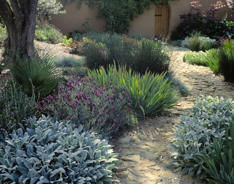 Using Plants for Texture in Garden Design -   10 plants Texture plan ideas