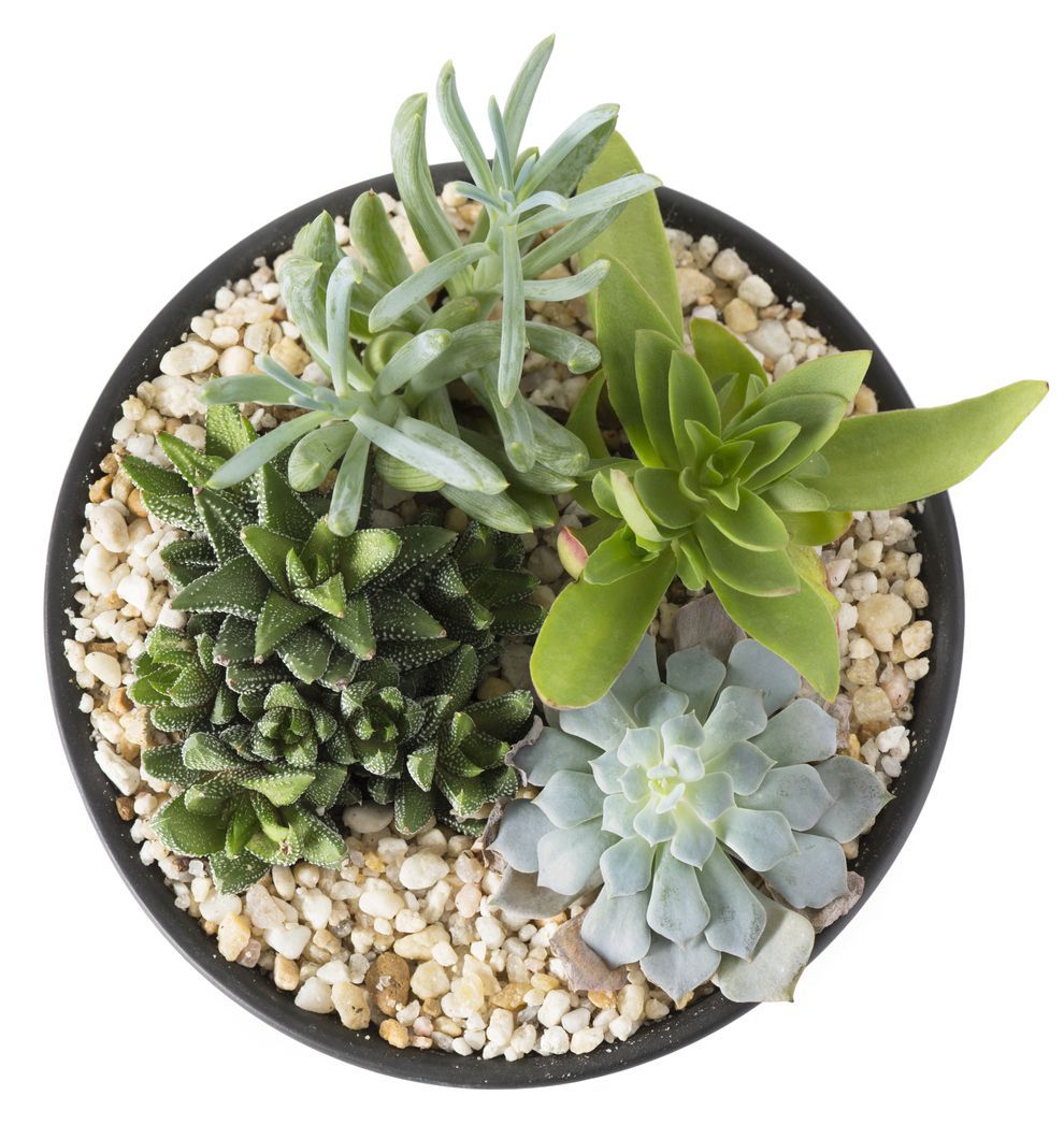 Stones Glued On Top Of Soil: How To Remove Rocks From Potted Plants -   10 plants Texture plan ideas
