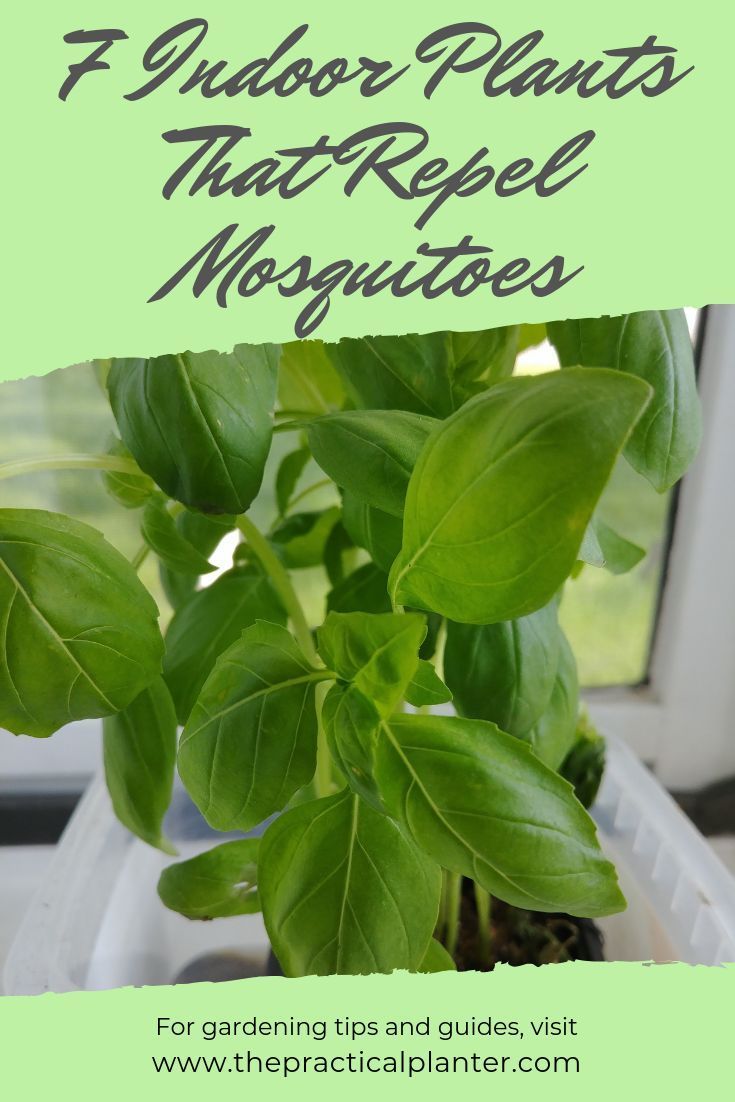 7 Incredible Indoor Plants That Repel Mosquitoes - The Practical Planter -   11 plants That Repel Mosquitos indoor ideas